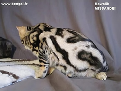 chat bengal brown marble